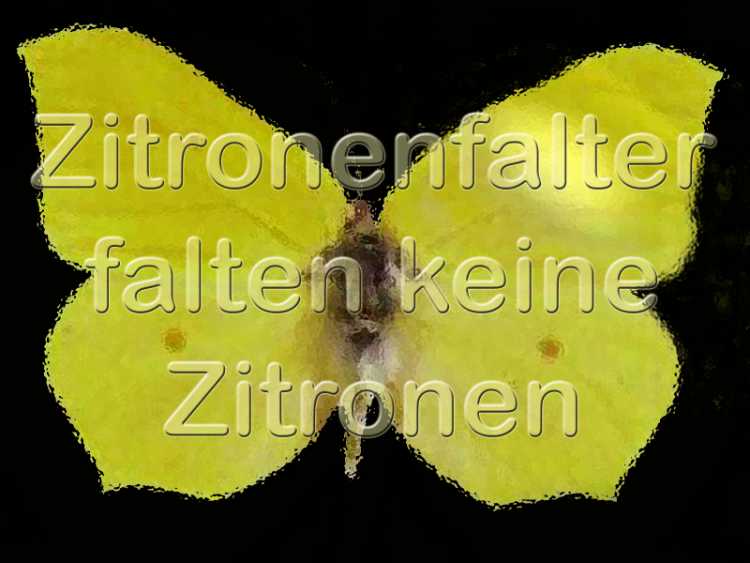»Zitronenfalter falten keine Zitronen«, Foto + Grafik © Friedhelm Denkeler 2002