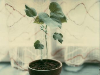 "Junge Pflanze", Polaroid SX-70, Foto © Friedhelm Denkeler 1983
