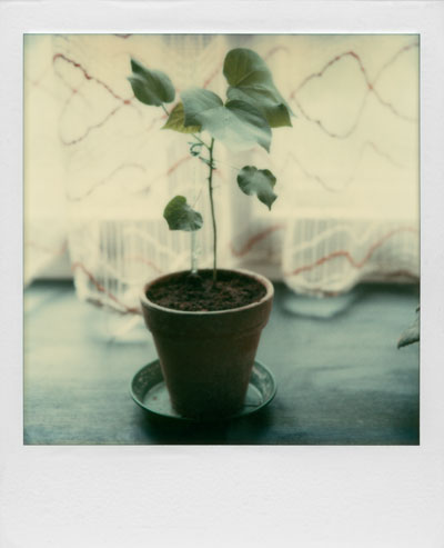 "Junge Pflanze", Polaroid SX-70, Foto © Friedhelm Denkeler 1983