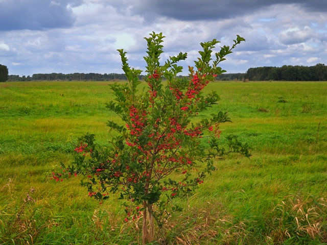 "Rote Beeren am Nuthegraben", Foto © Friedhelm Denkeler 2011