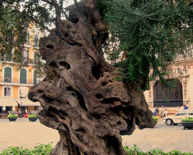 »Der alte Olivenbaum vor dem Rathaus in Palma«, Foto © Friedhelm Denkeler 2003