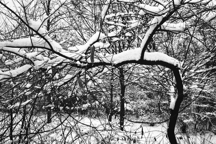 »Spaziergang im Schnee«, aus dem Portfolio »Neunmal Neukölln«: Kapitel »Der Körnerpark«, Foto © Friedhelm Denkeler 1980