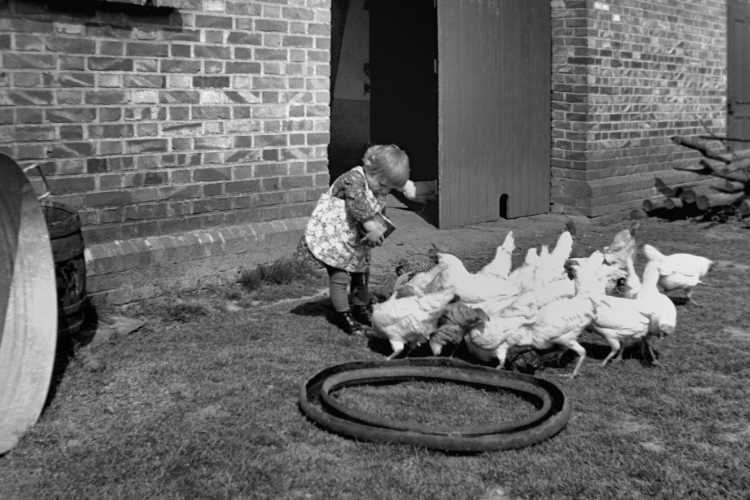 »Gisela füttert die Hühner«, 1939, © Archiv Friedhelm Denkeler