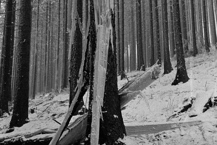 »Winter im Tannenwald«, Foto © Friedhelm Denkeler 1976