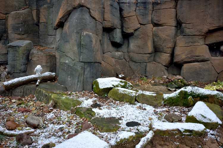 «Die Schneeeule freut sich über den schneereichen Berliner Winter«, Zoologischer Garten«, Berlin, Foto © Friedhelm Denkeler 2015