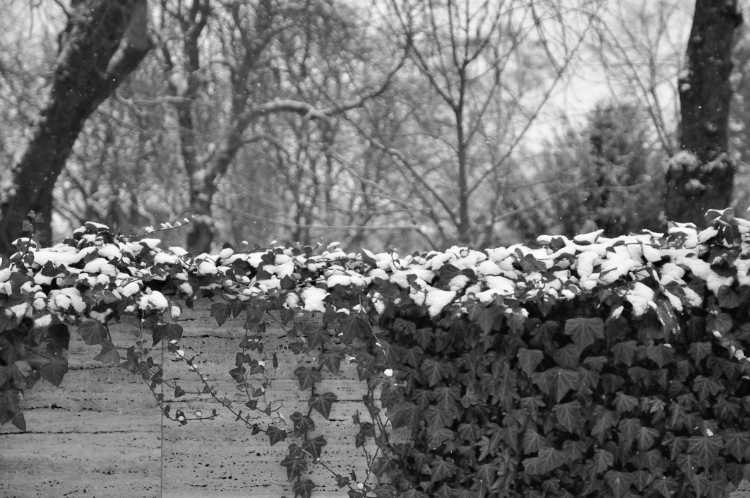 »Schnee, der auf Efeu fällt«, aus dem Portfolio und Künstlerbuch »Neunmal Neukölln", Kapitel 9: »Ein Friedhof im Schnee«, Foto © Friedhelm Denkeler 2014
