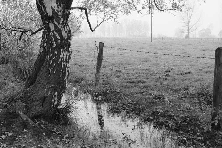 »Birke am Mühlenbach», aus dem Portfolio »Westfälische Landschaften«, Foto © Friedhelm Denkeler 1987